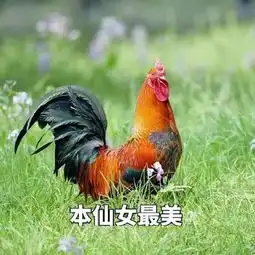 鸡年表情包大全祝您鸡年大吉吧