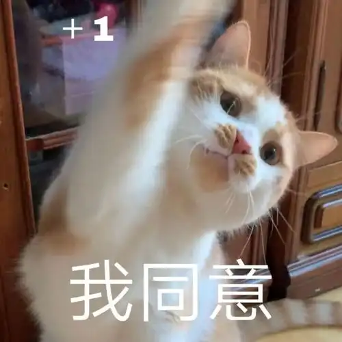 小猫卖萌表情包小猫咪