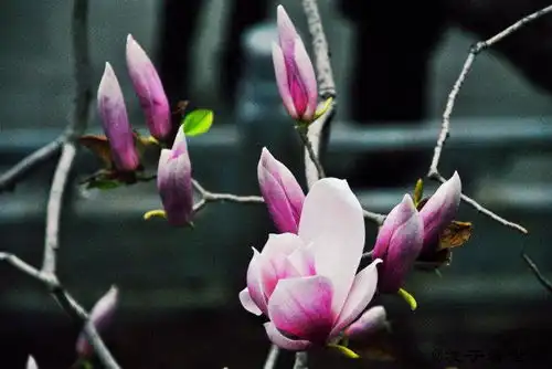 二乔玉兰潭柘寺春天里的那一抹亮丽