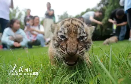 江苏扬州三胞胎小老虎满月与游客见面