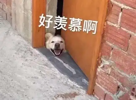 狗子捂鼻子gif动图动图gif狗子鼻子表情