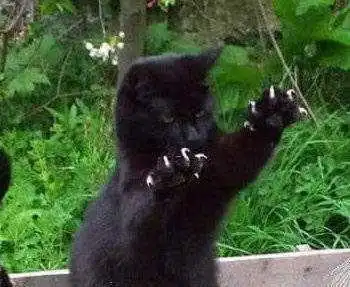 猫主子九阴白骨爪吓懵小伙伴,猫友冷静啊喂,别动爪啊