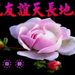 wcqtv的美拍