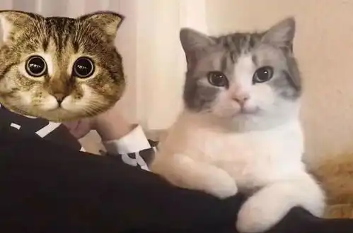猫咪自从学会了这个表情,成天往家里带母猫,网友我被猫撩到了