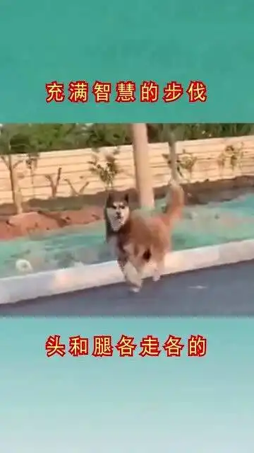 头和腿各走各的,我仿佛看到一个表情包在奔跑