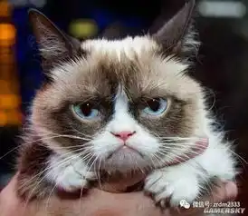喵星人永不为奴世界上十种长相最凶悍的猫