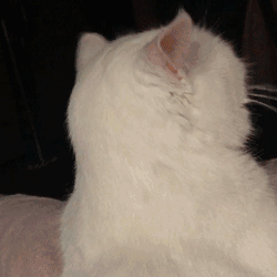 卖萌表情包不要难过,和小猫咪抱抱