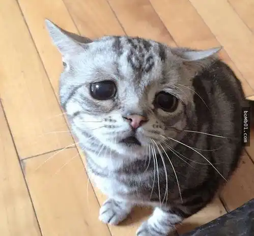 拥有全世界最忧伤表情的小猫,它可怜的模样真的会让人看到好揪心