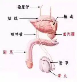天呐男子到医院治疝气,手术时发现竟是多了个子宫
