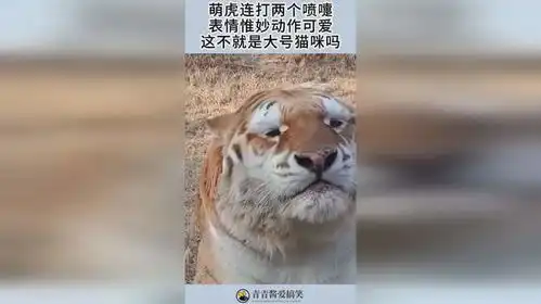 萌虎连打两个喷嚏,表情惟妙动作可爱,这不就是大号猫咪吗
