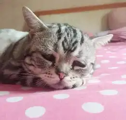 委屈猫卖萌走红盘点身价亿万的宠物全文