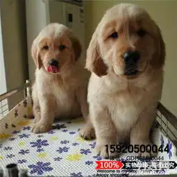 东莞什么地方卖金毛犬纯种金毛幼犬多少钱