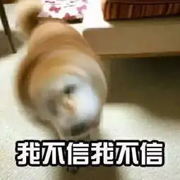柴犬表情包如何礼貌地拒绝别人
