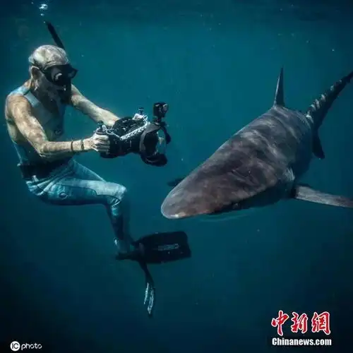 老人潜水与虎鲨共游