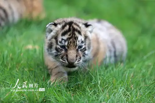 江苏扬州三胞胎小老虎满月与游客见面