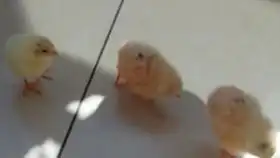 母鸡带回来的一只小鸡,3个月已经开始打鸣了,会不会是早熟啦