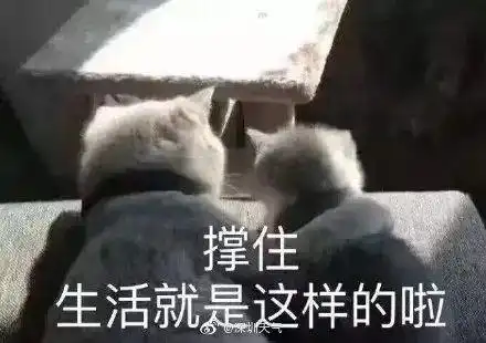 蒲公英升级为超强台风深圳网友却关心...