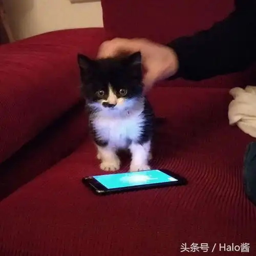 租的老房子天花板狂漏水,没想到暴风雨夜掉下一只小奶猫