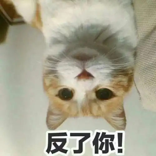 求关心表情包猫咪