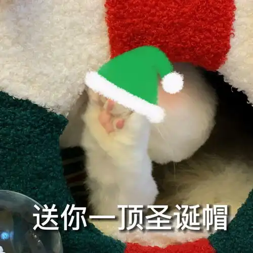 圣诞节专属猫猫表情包