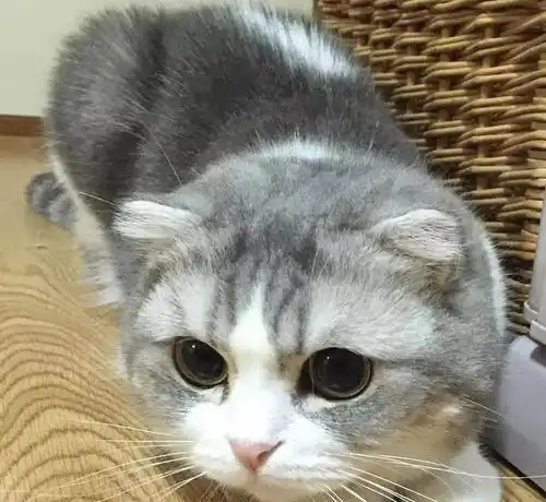 小猫咪撒娇卖萌起来简直不要太可爱,绝对是吸猫赢家呀