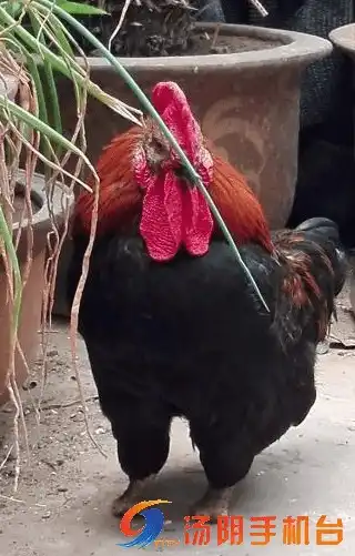 为恢复行走自己啄断一只脚