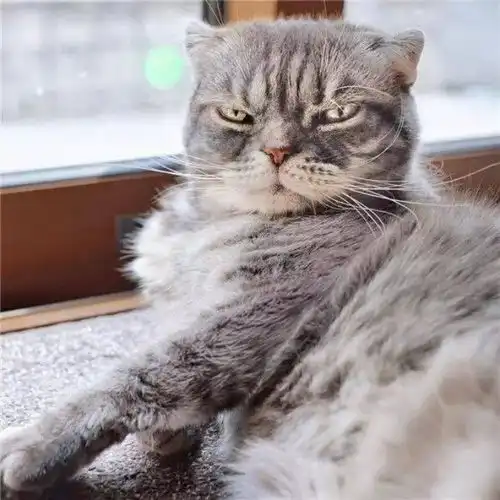 抖音吗猫回头看台阶图