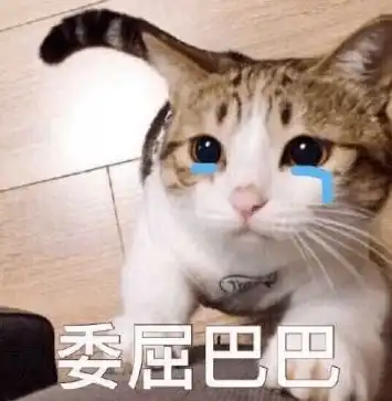 今年ysl又输了