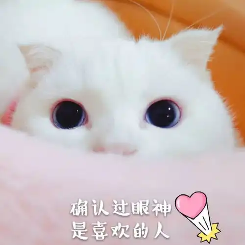 表情可爱猫咪表情包我可不是好惹的表情