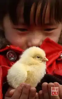 鸡的世界你懂吗送你一套鸡年表情包