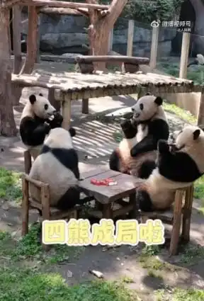 惬意重庆动物园4只熊猫围坐一桌吃东西,网友麻将局组好了