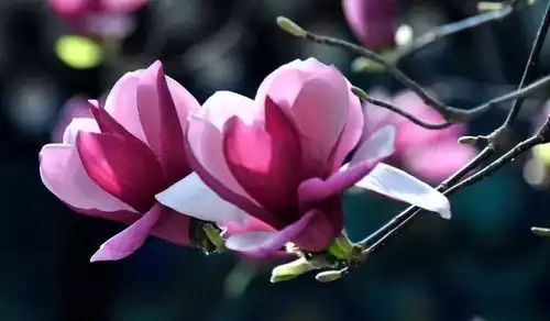 不知道去哪玩来看玉兰花吧岛城最新花期预报出炉...