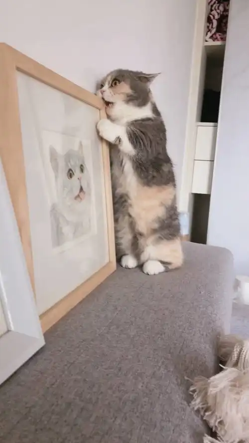 猫咪看到自己的画像,直接上嘴开始咬,委屈表情实在可爱