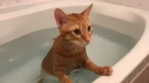 每日吸猫净化灵魂