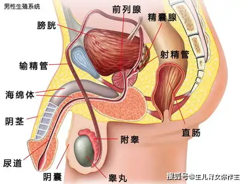 备孕须知生理知识精子和精液的诞生