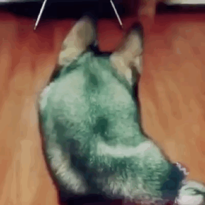 给动物画手系列表情包三