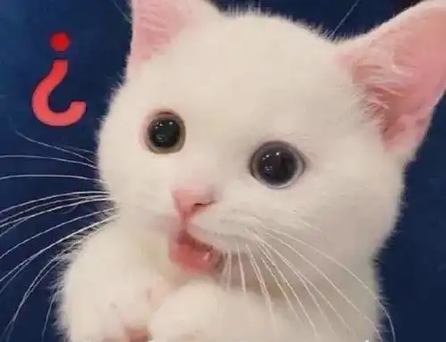 可爱的老虎表情包是爱情