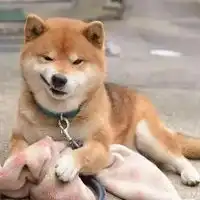 拜见歪嘴龙王表情包