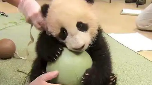 饲养员拿走熊猫的球,熊猫当场变脸,这下拿竹子都哄不好了