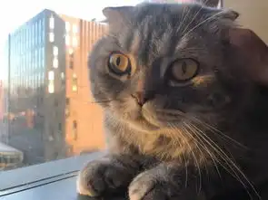 手把手教你抖音最火的拍照姿势,猫奴必看