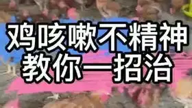 公鸡一只公鸡出现在虎园里,打鸣散步洋洋得意