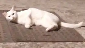 乖乖被摸头的乖巧亲人小白整个院子里最讨人喜欢的猫咪了