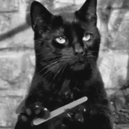 黑炭表情包的小男孩猫咪