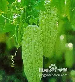 夏季如何减肥,本人收集11款夏季必备减肥茶