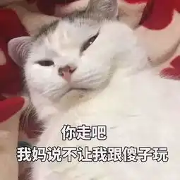提问你的猫叫什么名字
