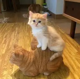 养了四只小猫咪