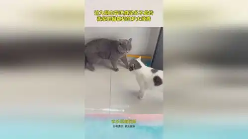 这九阴白骨爪真是名不虚传,我家的猫都打的炉火纯青