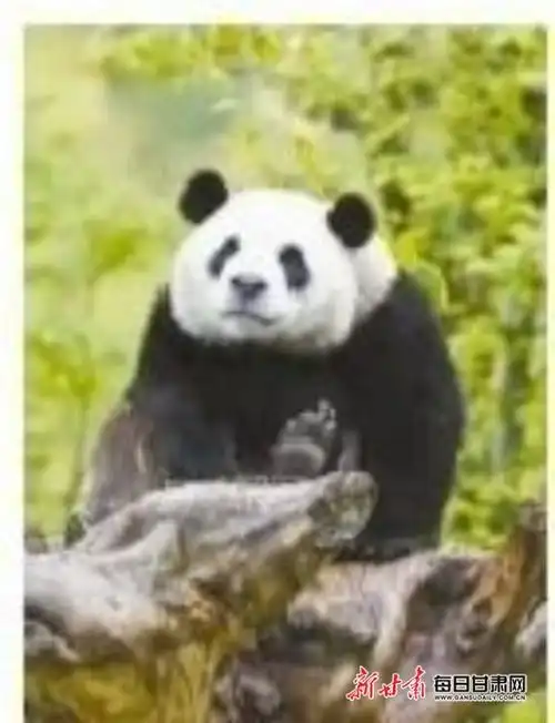 一下来了四只熊猫组团到兰州