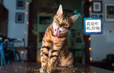 真搞不懂,为什么猫吃薄荷那么嗨