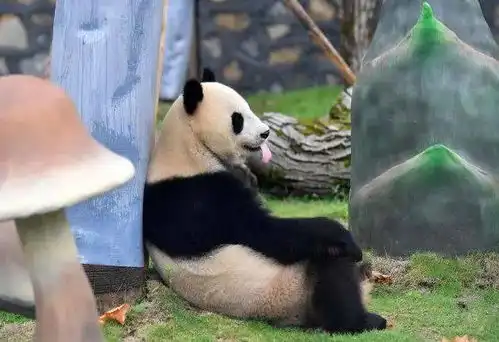 熊猫来湘西啦每一只都是行走的表情包